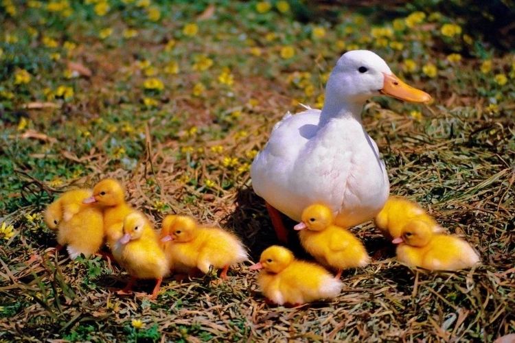 Growing Ducks at Home